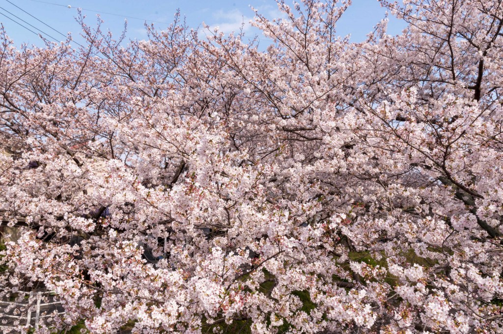 清水にも春が来ました。